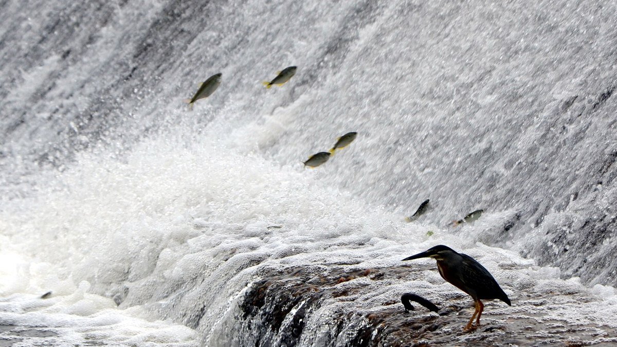 Peixes saltam em corredeira durante a piracema